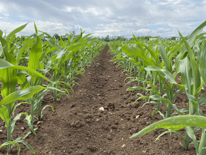 campo de maíz que crece en suelo saludable en un día soleado